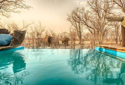 Elephants at swimming pool