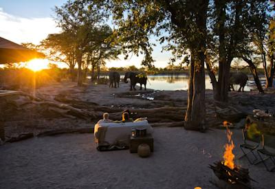 Elephants at sunset near camp