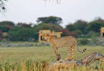 Central Kalahari Game Reserve wildlife