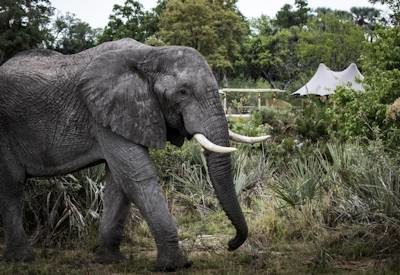 Little Mombo and her elephants