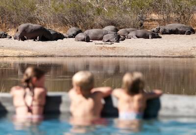 Wildlife as seen from swimming pool