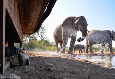 Elephants at photographic hide