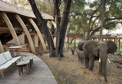 Okavango Delta elephants visiting