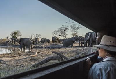 Savuti wildlife from camp
