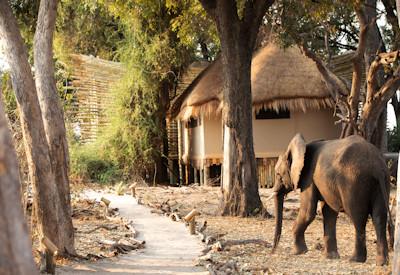 Sitatunga main camp under a thick ebony forest canopy