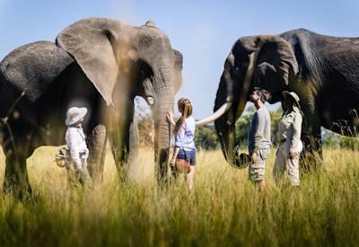 Sanctuary elephant interactions and other plains game