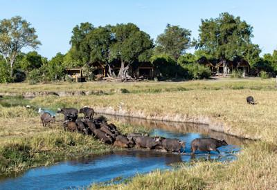 Ancestral hunting grounds of the Batawana tribe