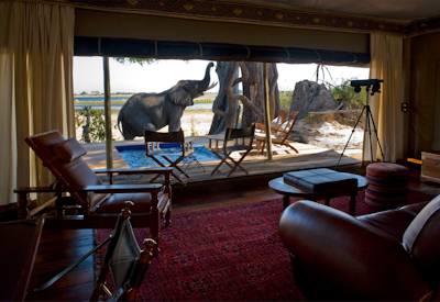 Wildlife sightings from your room