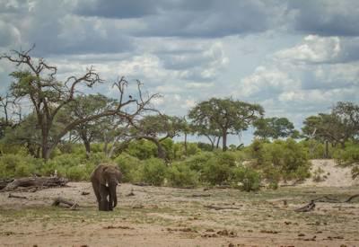 Savute game drives