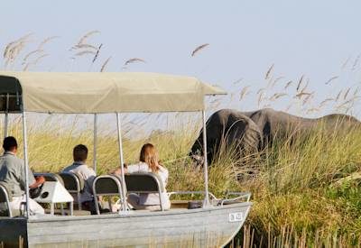 Elephant safari sightings
