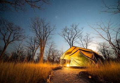 Baobabs under the stars