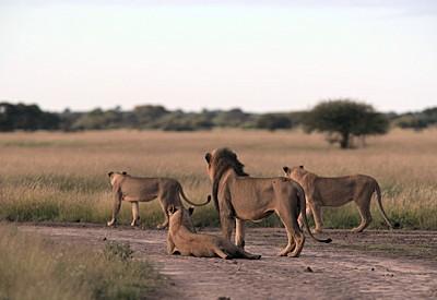 Central Kalahari Game Reserve