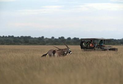 Oryx or gemsbok