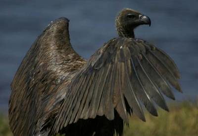 Botswana birdlife