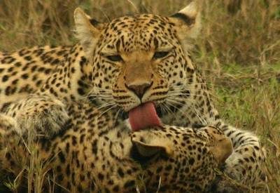 Leopard sightings