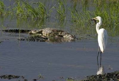 Botswana's best birdlife