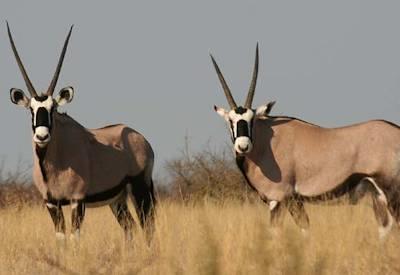 Wildlife of the desert