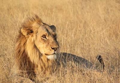 Botswana wildlife