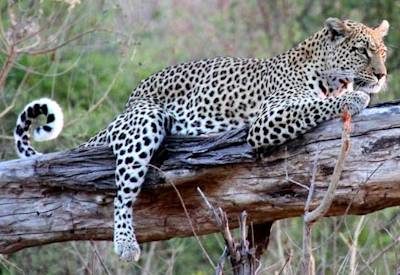 Leopard on safari