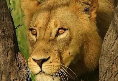 Botswana lion sightings