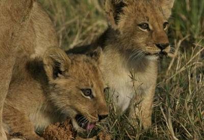 Botswana Lion Safari