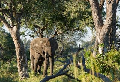 Okavango Delta wildlife sightings