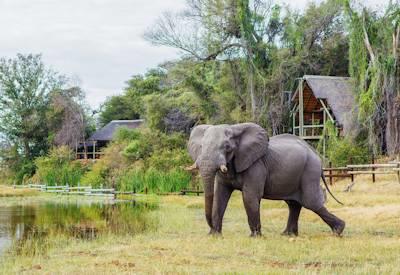 Savute Safari Lodge