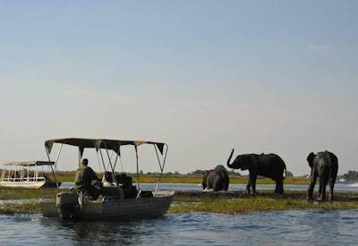 Chobe River boat cruise