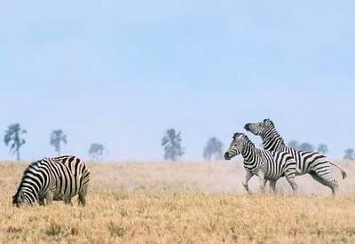 Wildlife at Deception Pan