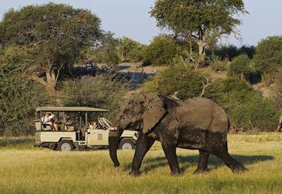 Botswana wildlife safari