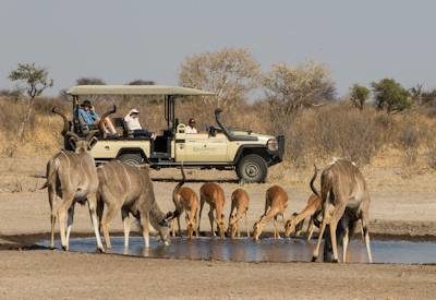 Central Kalahari Game Reserve Safari