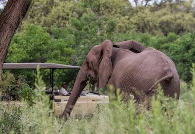 Botswana Elephant game drive