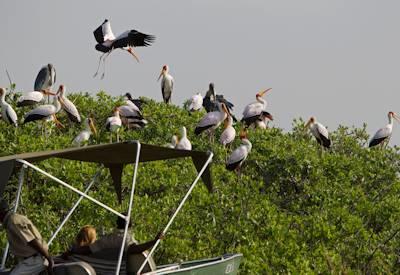 Contrasts of wildlife and birdlife