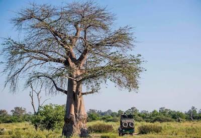 Okavango Delta game drives