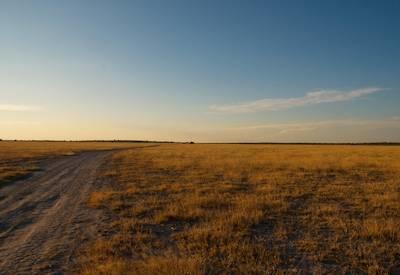Morning game drive