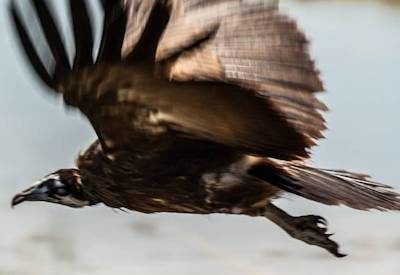 Botswana Bird List