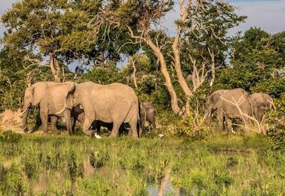 Botswana Mammal List