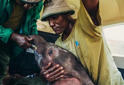 Sheldrick Wildlife Private Visit