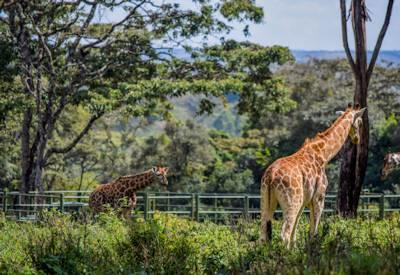 Nairobi Giraffe Center