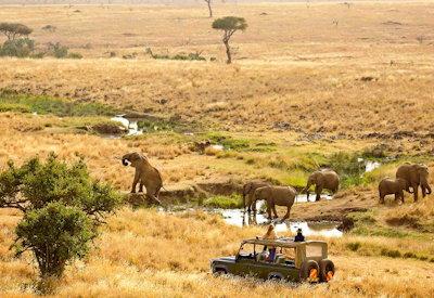Safaris in the famed Lewa