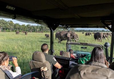 game drives and safari activities