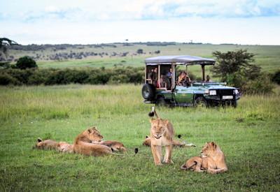 Masai Mara game drive safaris