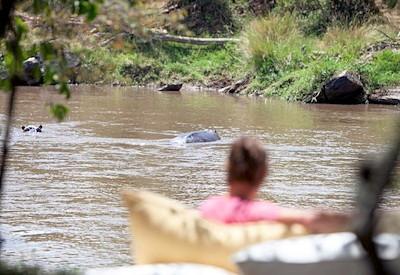Masai Mara wildlife safaris