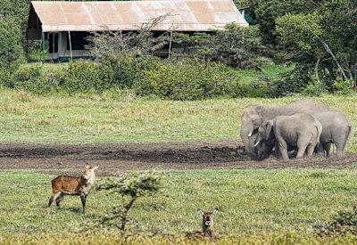 Wildlife and birdlife surround the camp