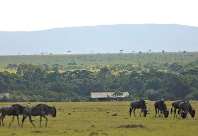 Masai Mara wildlife and safaricamp