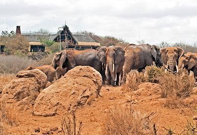 Waterhole at Elerai with elephants