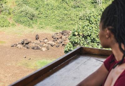 Wildlife experience from viewing area