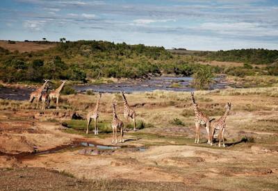 7 Days In Heaven Safari