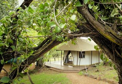 7 Days In Heaven Safari