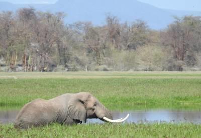 Amboseli Fly-In Safari